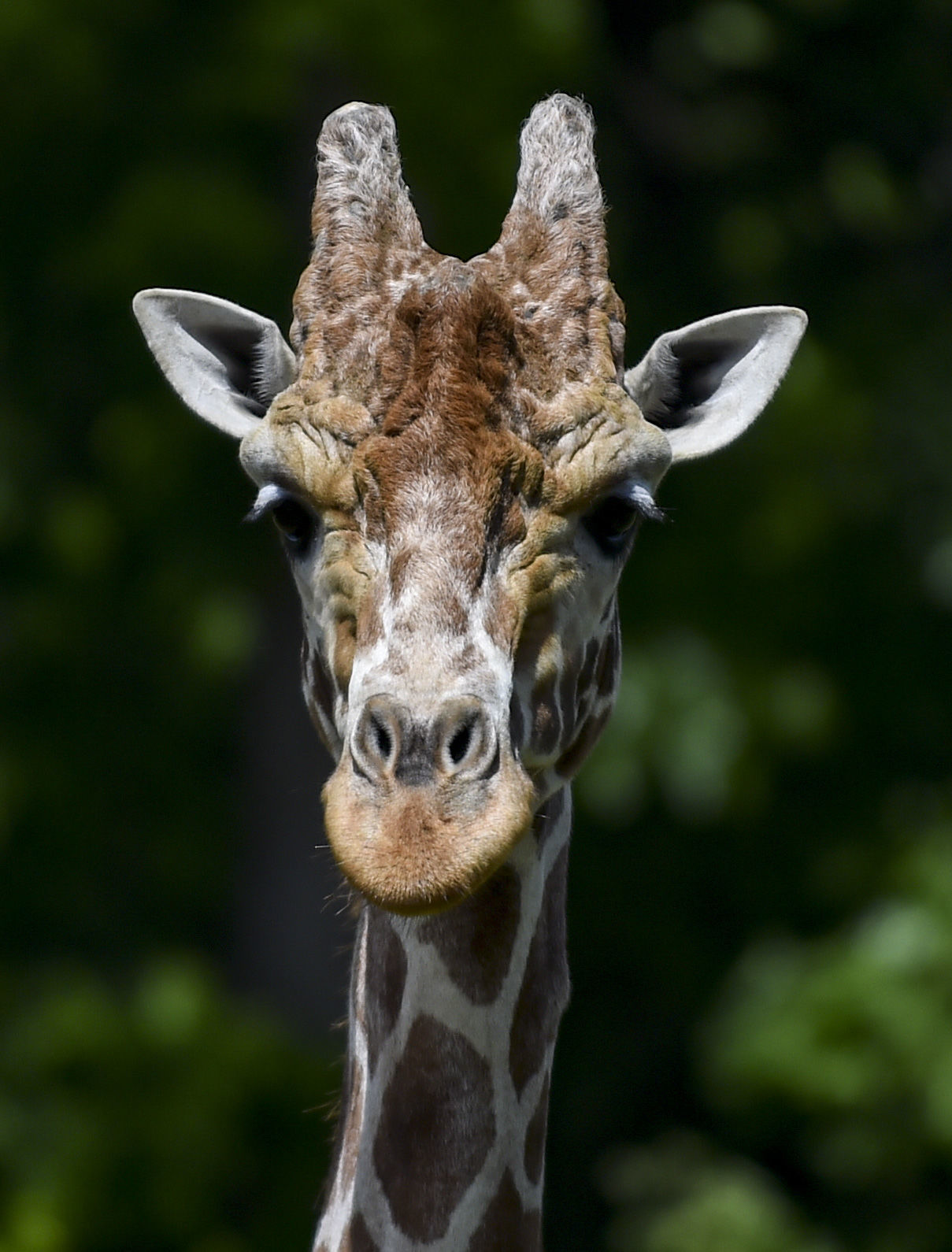 060619-mda-nws-giraffes-7.jpg